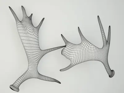Naturally-Shed Moose Antlers 2 3D model