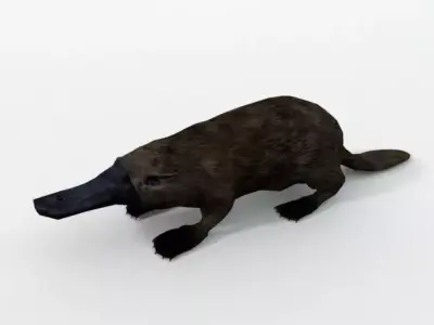 Platypus Low-poly 3D model