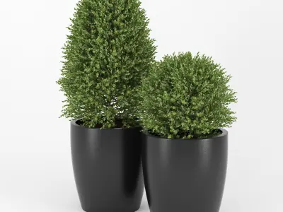Boxwood two plants pots 3D model