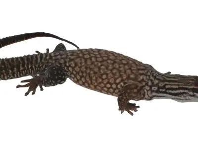 Ackie Monitor Lizard Low-poly 3D model
