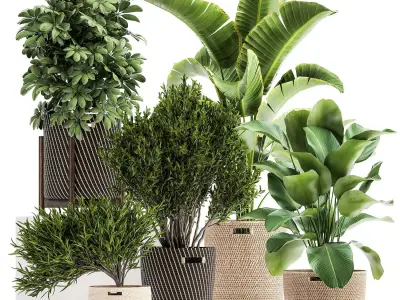 Ornamental plants in rattan baskets 1036 3D model