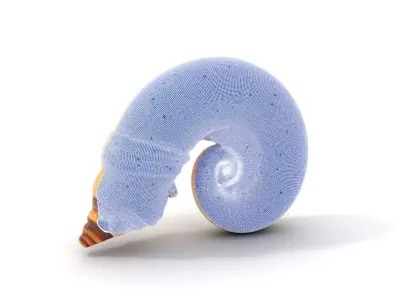 Seashell Spiral model pack Low-poly 3D model