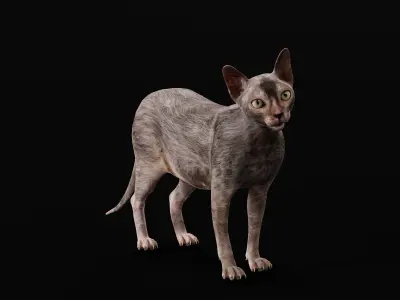 Lykoi Wolf Cat Low-poly 3D model