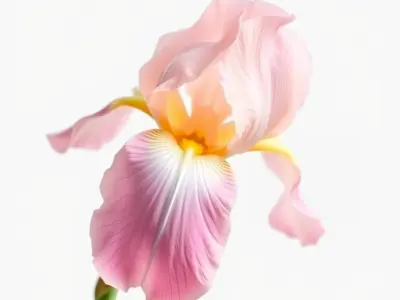 Pink Iris Flower Sculpture model pack Low-poly 3D model