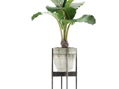 Plants Collection 77 3D model