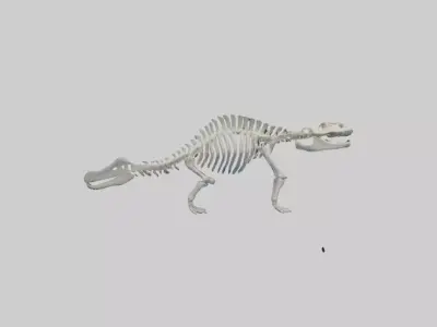 Plesiosaur Skeleton model Low-poly 3D model