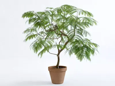 Everfresh Tree 1M - Cojoba arborea var angustifolia 3D model