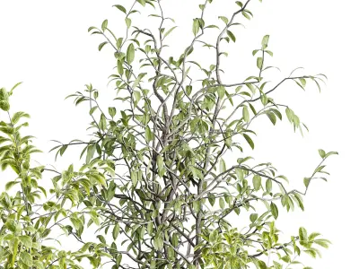 Indoor plant set 371 concrete vase plant tree shrub Low-poly 3D model