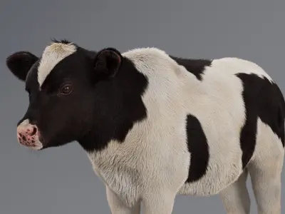 Realistic Cow Calf With Fur Rigged 3D model