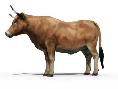 Realistic Cow Bull with Rigged body and Animation Low-poly 3D model