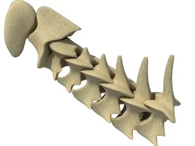 3D Animal Vertebrae 1 3D model