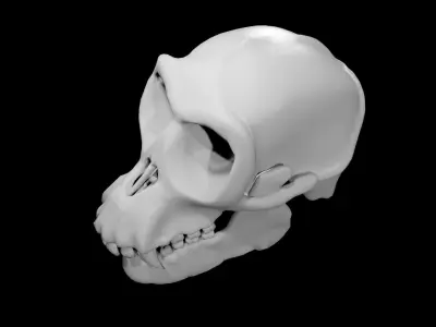 Monkey Skull Low-poly 3D model