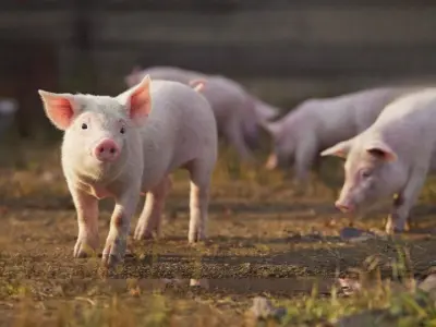 Piggy Blender VFX 3D model   3D model