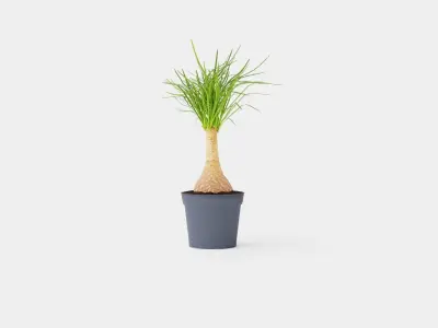 Beaucarnea Recurvata stem Low-poly 3D model