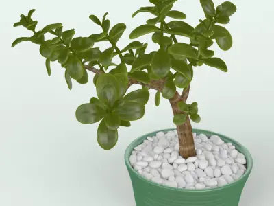 Jade Plant in Pot 3D model