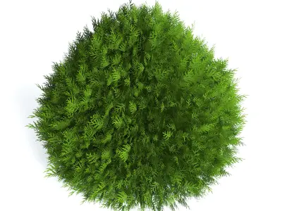 Thuja Shrub IV 3D model