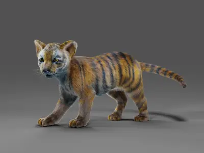 Fur White Tiger Cub Rigged in Blender Low-poly 3D model