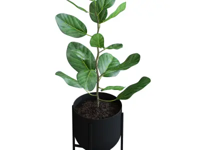 Ficus Plant 3D model