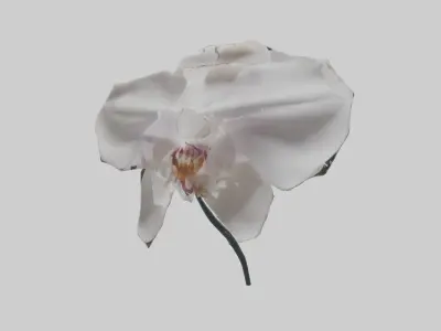 Orchid model 3D model