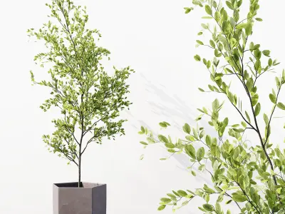 Collection Indoor Plants 027 3D model