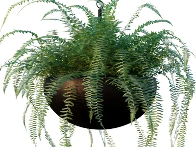 Nephrolepis cordifolia 3D model