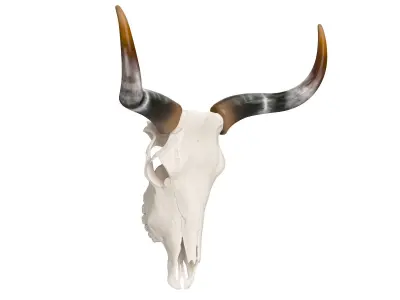 Cattle Skull and Horns 3D model