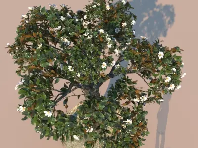 Ficus nitida decorative tree 3D model