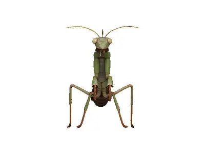 Praying Mantis Low-poly 3D model