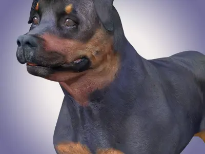 Rottweiler Dog Rig 3D model