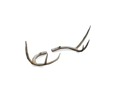 Deer Horn - Cuerno de Venado - Low poly Low-poly 3D model