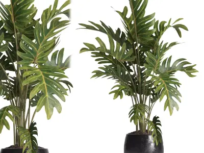 indoor plant 036 3D model