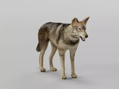 Indian Gray Wolf Low-poly 3D model