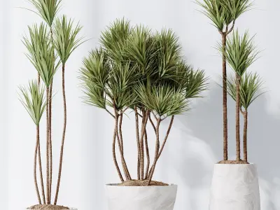 Yucca Elephantipes Gigantea Vase 06 3D model