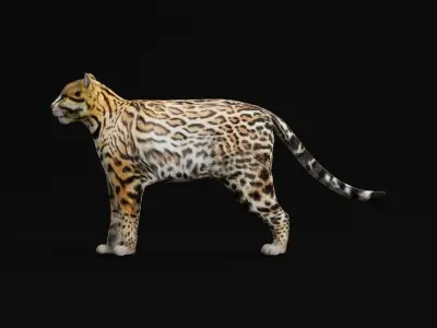Ocelot Wild Cat Low-poly 3D model