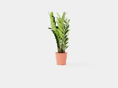 Zamioculcas zamiifolia Low-poly 3D model