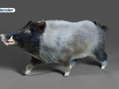 Fur Black Wild Boar Rigged V07 in Blender  Low-poly 3D model