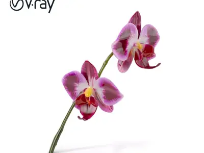 Orchid Flower Model Pack with PBR Textures Low-poly 3D model