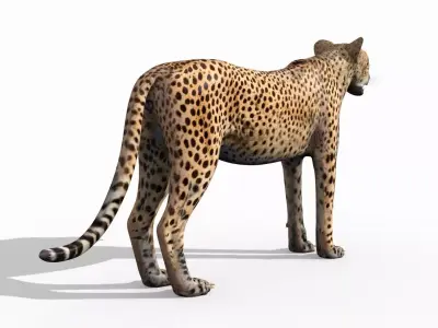  Most Real Cheetah - 8k - 3d animated 3D model