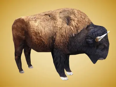 American Bison Buffalo Low-poly 3D model