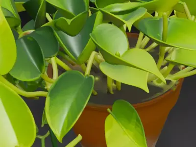 Realistic 3D Pothos Money Plant in Clay Pot 3D model