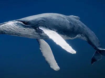  Humpback Whale 3D model