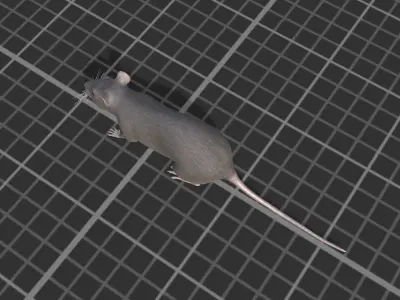 Rat grey and white Low-poly 3D model