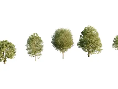 Free Tree pack Free low-poly 3D model