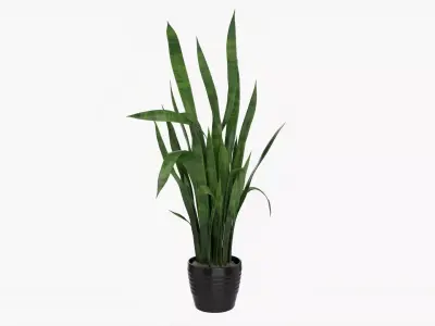 Snake plant Dracaena trifasciata 02 3D model