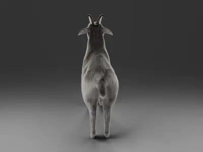 Fur Goat 02 NO Rigged in Blender Low-poly 3D model