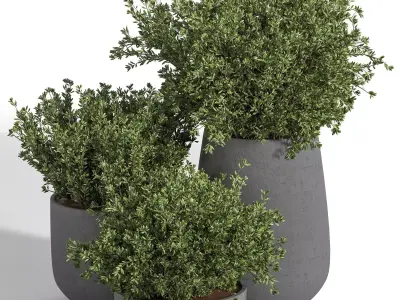 Outdoor Plants tree 05 3D model