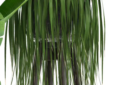 Collection Exotic plants  3D model