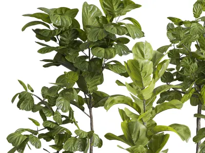 Ficus Lyrata plants - indoor plant set 350 in a concrete pot Low-poly 3D model