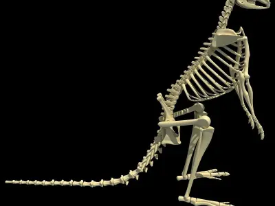 Kangaroo Skeleton 3D model