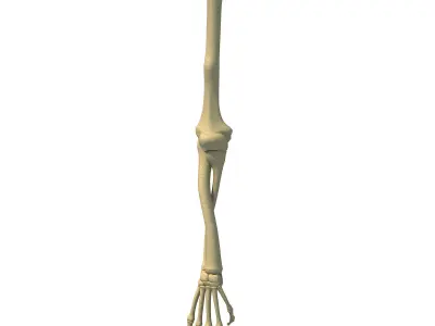 Bones of Animal Skeleton Arm 3D model